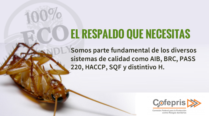 FUMIGACIONES DE PLAGAS, CUCARACHAS, CHINCHES DE CAMA, RATONES